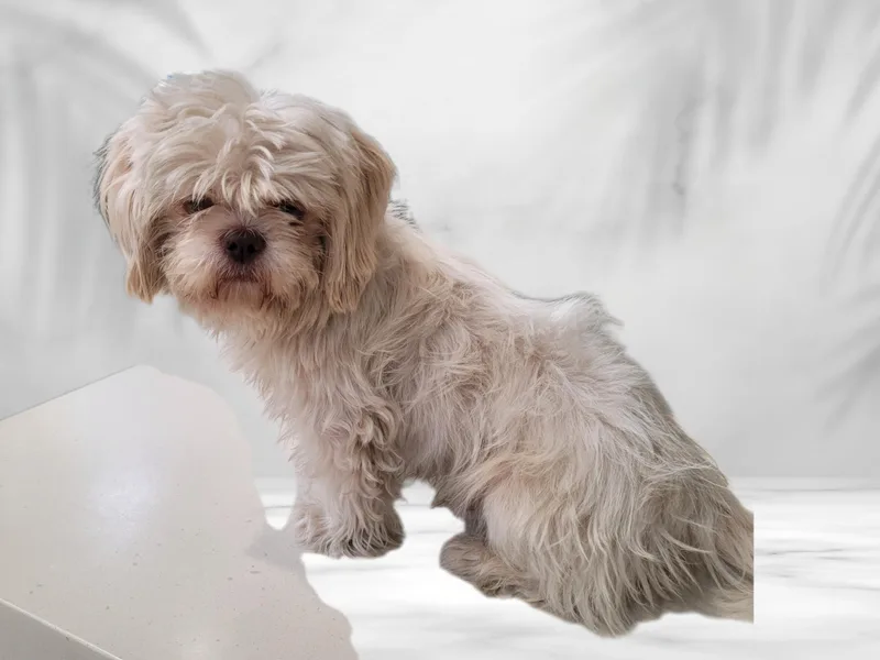 A young small-sized male Lhasa Apso dog named Gizmo for adoption in Los Angeles, CA