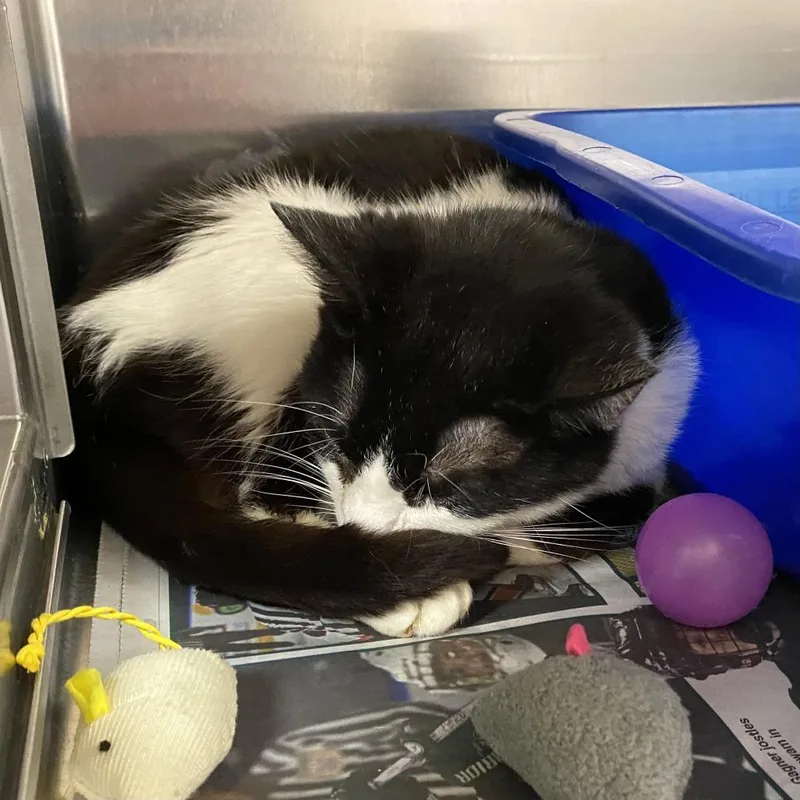An adult medium-sized female Black Domestic Short Hair cat named Orca for adoption in Springfield, MA