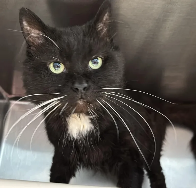 An adult medium-sized male Black & White / Tuxedo Domestic Medium Hair cat named Coco: Visit At Petsmart for adoption in Rustburg, VA