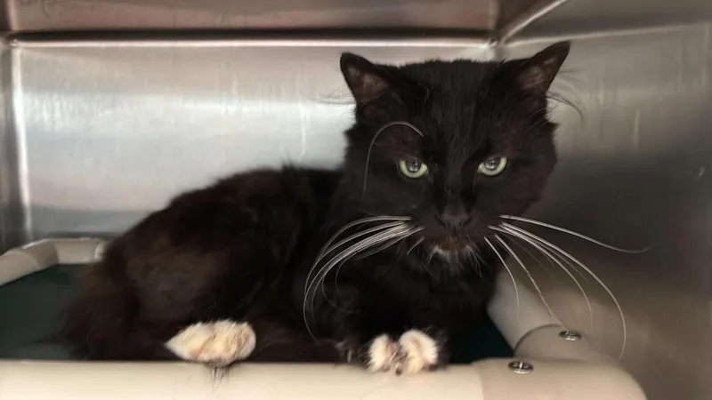 Coco: Visit At Petsmart thumbnail 2