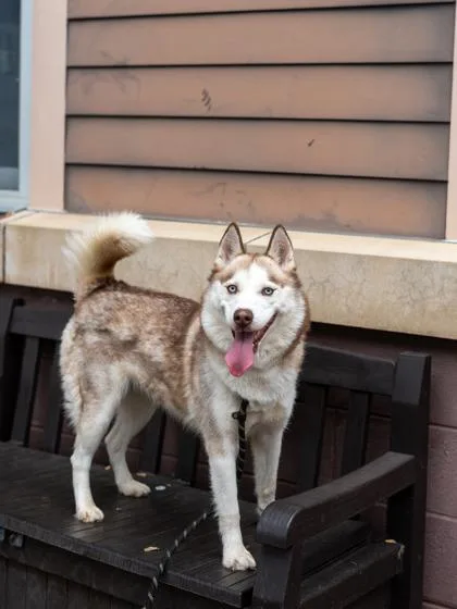 An adult large-sized female Mixed Breed dog named Stella for adoption in Chamblee, GA