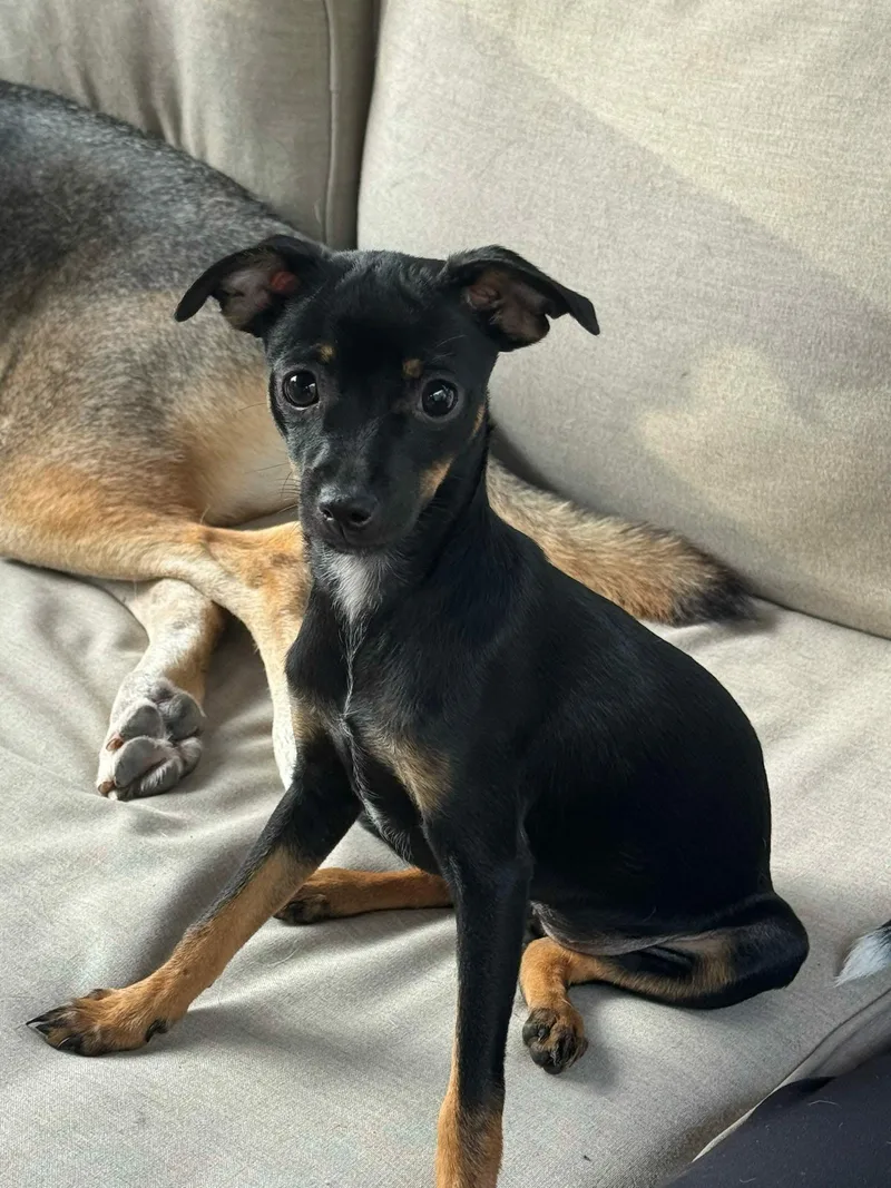 A baby small-sized female Chihuahua dog named Tiny for adoption in De Pere, WI