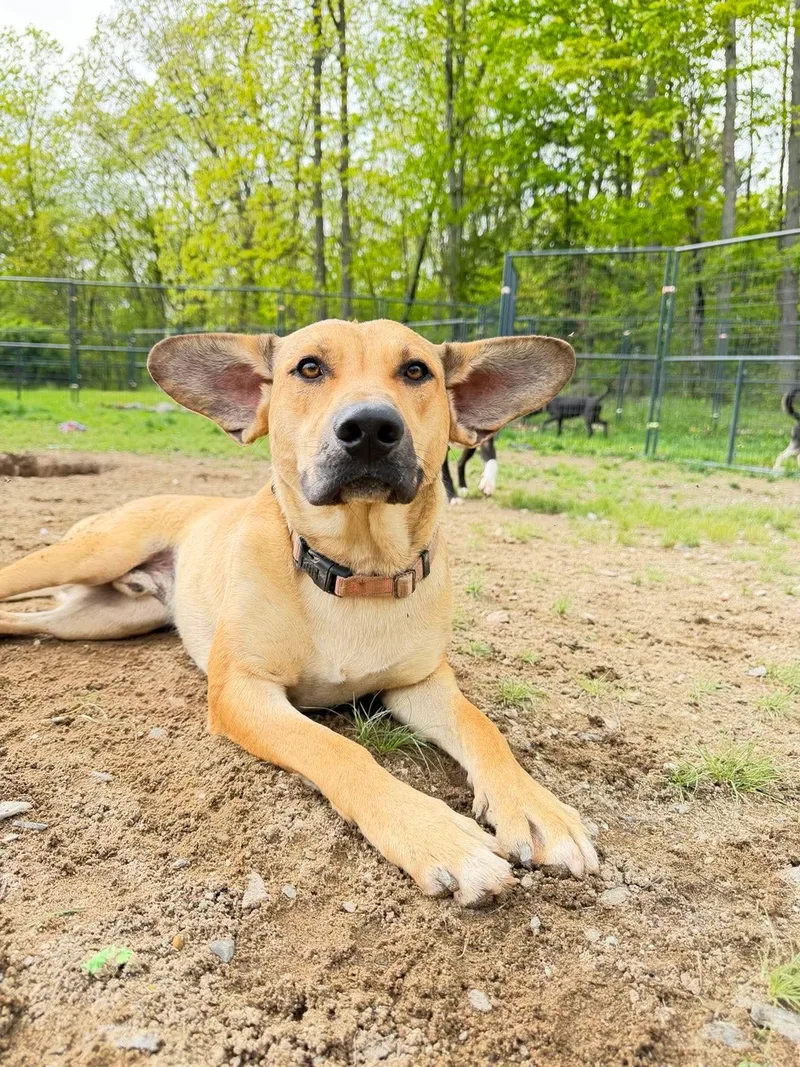 A young medium-sized male Yellow / Tan / Blond / Fawn Shepherd dog named Floppy for adoption in BONIFAY, FL