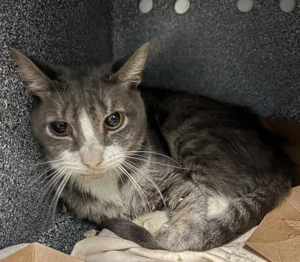 An adult medium-sized male Domestic Short Hair cat named Bambi for adoption in New York, NY