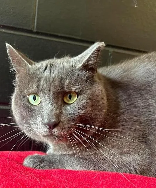 An adult large-sized male Domestic Short Hair cat named Grayson for adoption in Effingham, IL