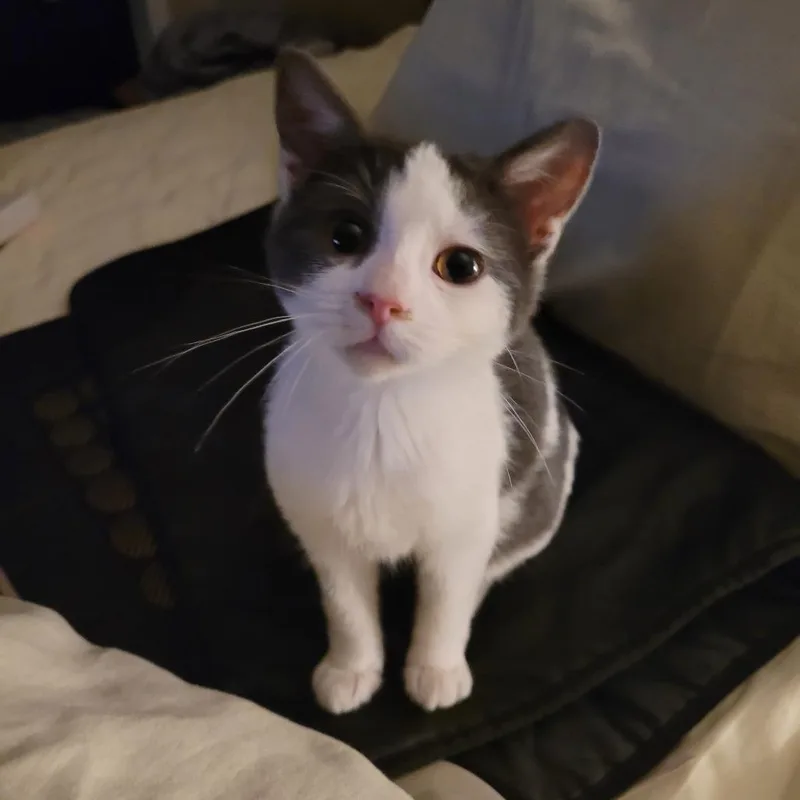 A baby small-sized female Gray / Blue / Silver Domestic Short Hair cat named Muffin for adoption in Layton, UT