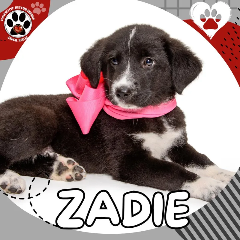 Zadie thumbnail 4