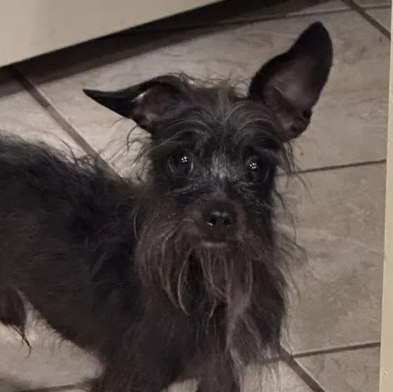 An adult small-sized male Black Chihuahua dog named Sir Tiny for adoption in Yukon, OK