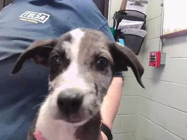 A baby small-sized male Pit Bull Terrier dog named Kale for adoption in Tulsa, OK