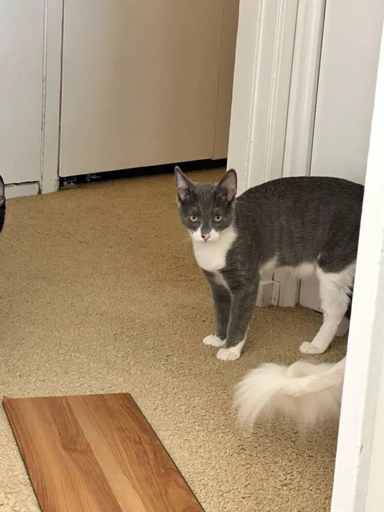 A young medium-sized male Domestic Short Hair cat named Donald Fi. for adoption in Peoria, IL