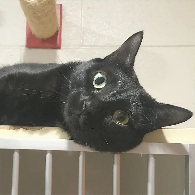 A young medium-sized female Black Domestic Short Hair cat named Raven for adoption in Smithville, TN