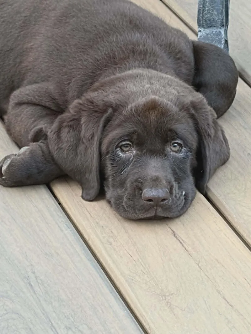A baby medium-sized female Labrador Retriever dog named Diva for adoption in Havertown, PA