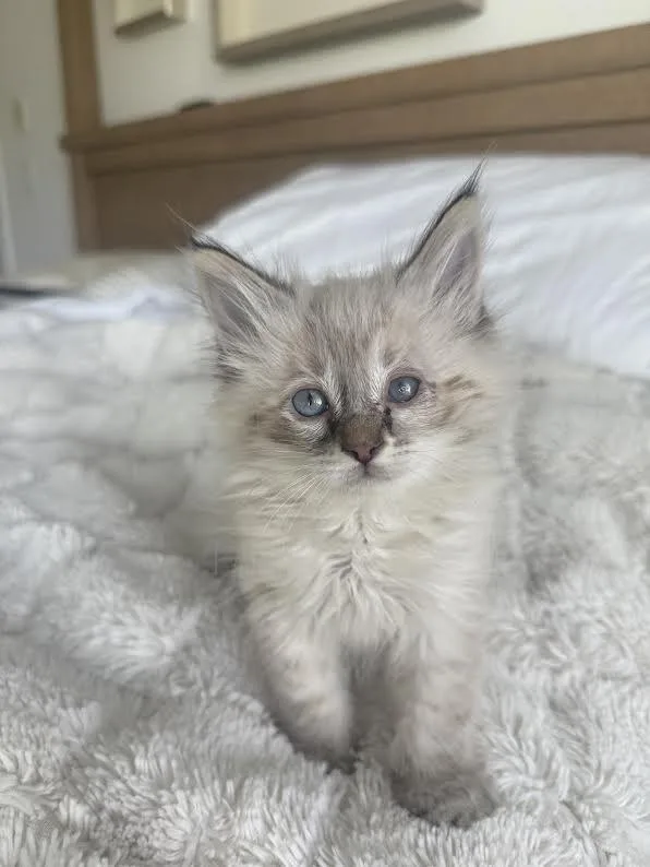 A baby small-sized female Tabby (Gray / Blue / Silver) Domestic Long Hair cat named Uhura for adoption in Fruit Heights, UT