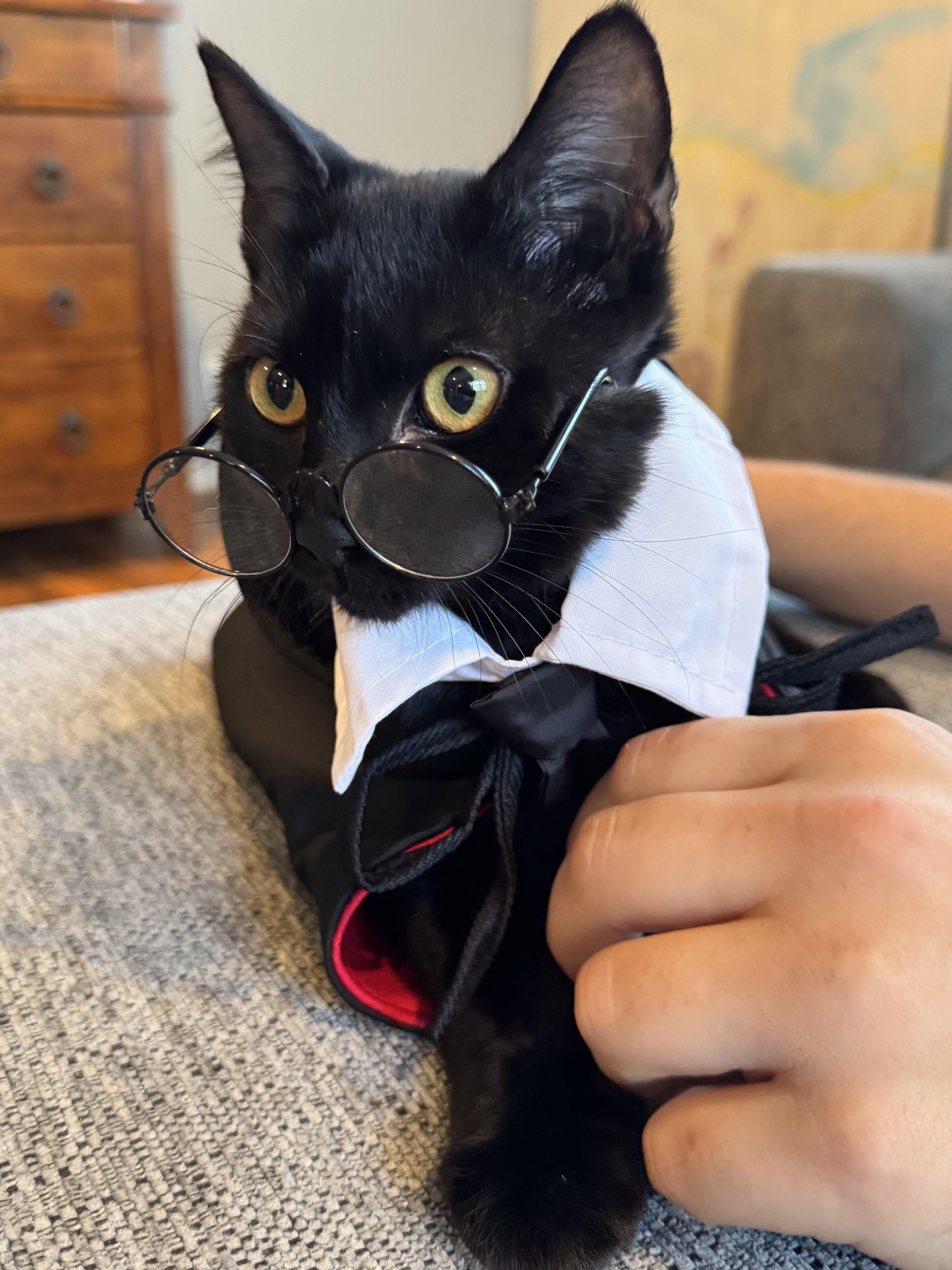 A baby small-sized male Bombay cat named Nox for adoption in Houston, TX