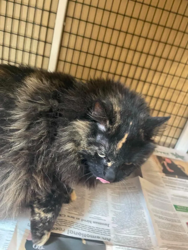 An adult large-sized female Domestic Long Hair cat named Tortie for adoption in Green River, WY