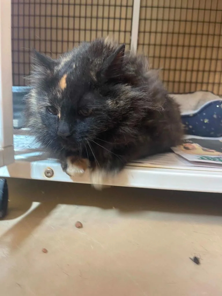 Tortie thumbnail 2