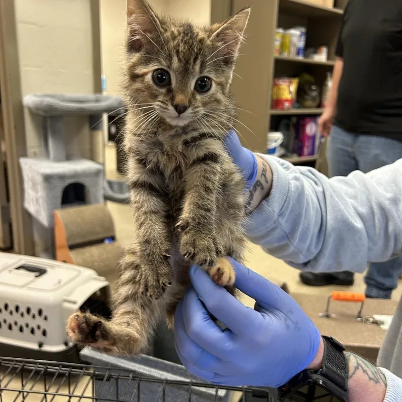 A baby small-sized female Torbie Domestic Short Hair cat named Nora for adoption in Birmingham, AL
