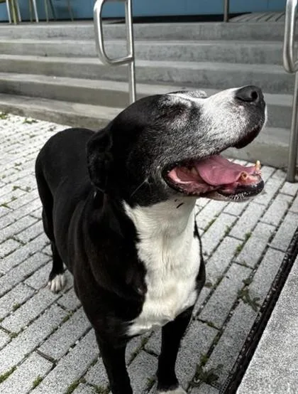 An adult large-sized female Retriever dog named Maddy for adoption in New Orleans, LA