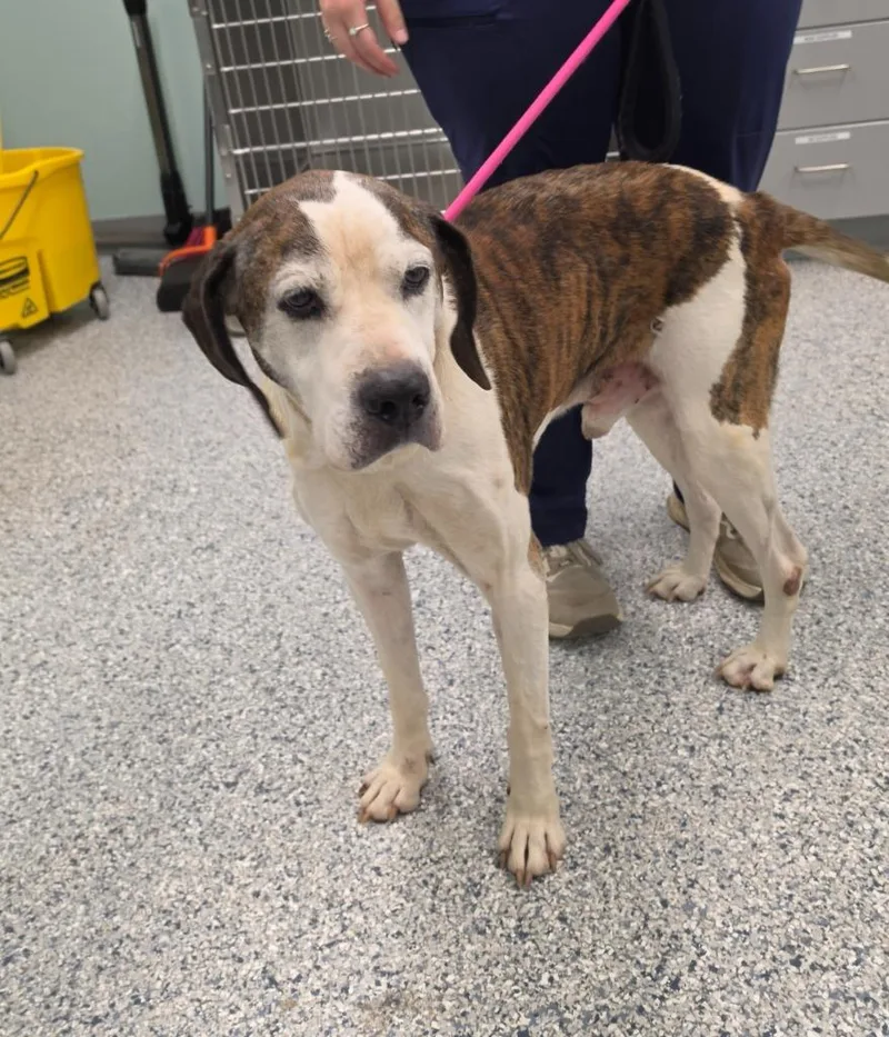 A senior large-sized male Terrier dog named Gus for adoption in Athens, TN