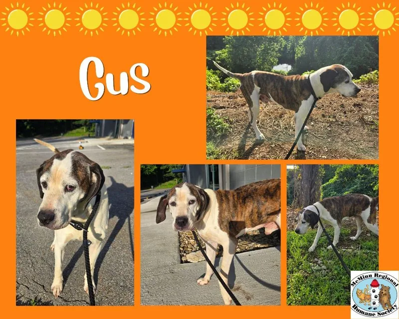 Gus thumbnail 2