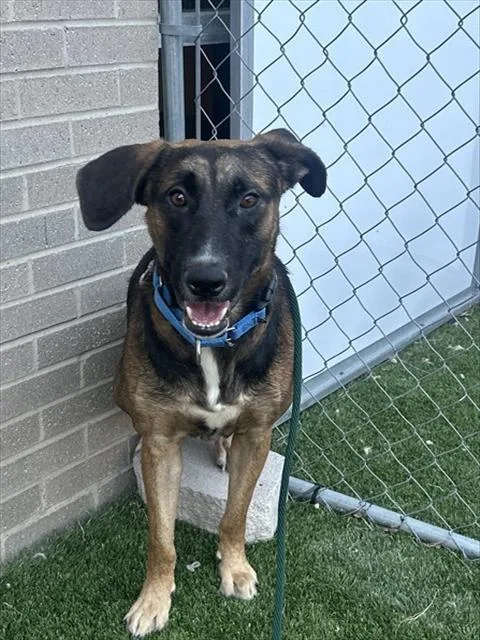A young large-sized male Mixed Breed dog named Nick Jonas for adoption in Dallas, TX