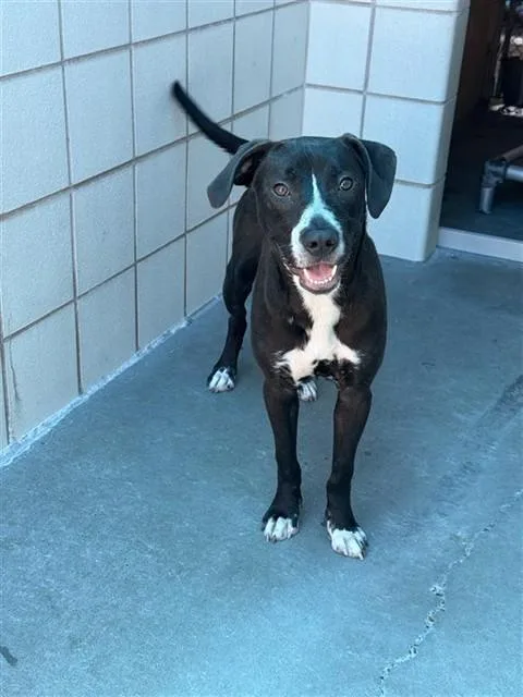 A young medium-sized female Labrador Retriever dog named Brownie Batter Blizard Girl for adoption in Corpus Christi, TX