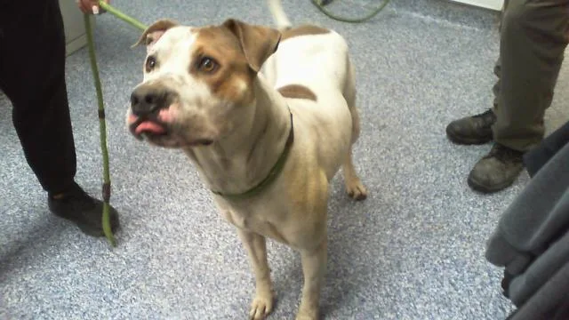 An adult large-sized male Pit Bull Terrier dog named Heartbreaker for adoption in Charlotte, NC