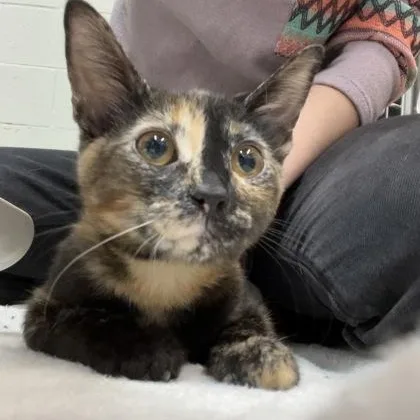 A baby medium-sized female Black Domestic Short Hair cat named Hallow for adoption in Rapid City, SD