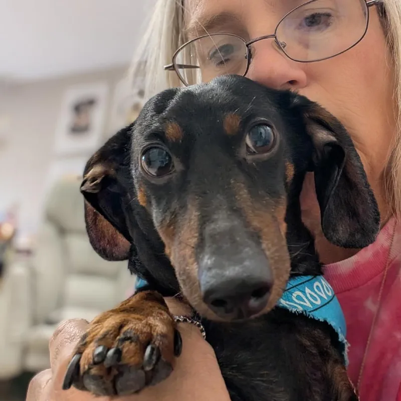 A senior small-sized male Black Miniature Dachshund dog named Tiko for adoption in Houston, TX