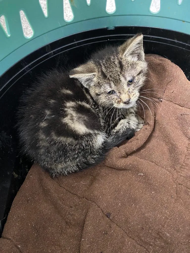 A baby medium-sized female American Shorthair cat named Almond for adoption in Van Wert, OH