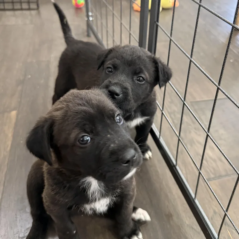 Starfruit thumbnail 6