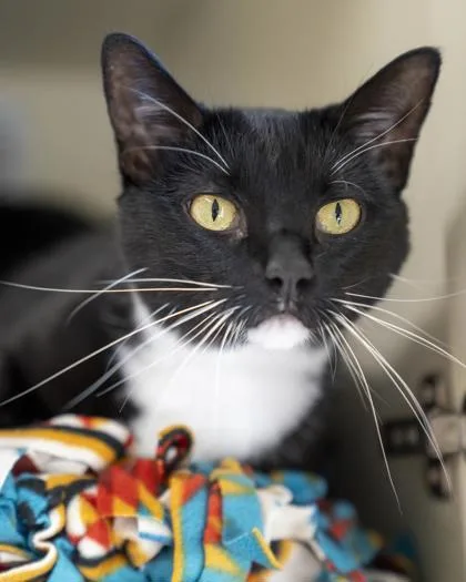 A baby small-sized female Domestic Short Hair cat named Peaches for adoption in Pequot Lakes, MN