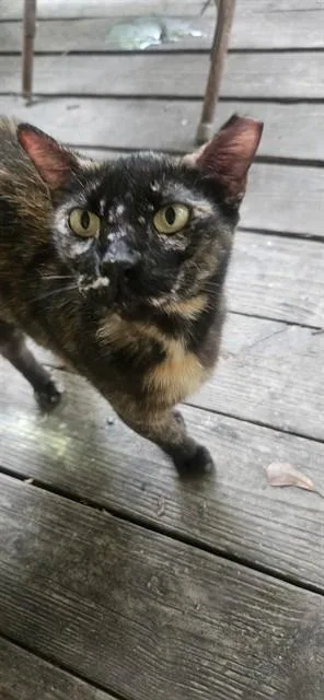 A young medium-sized female Domestic Short Hair cat named Patchouli for adoption in Conroe, TX