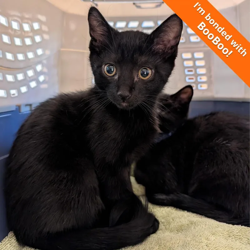 A baby small-sized male Black Domestic Short Hair cat named Yogi for adoption in Pleasant Hill, CA