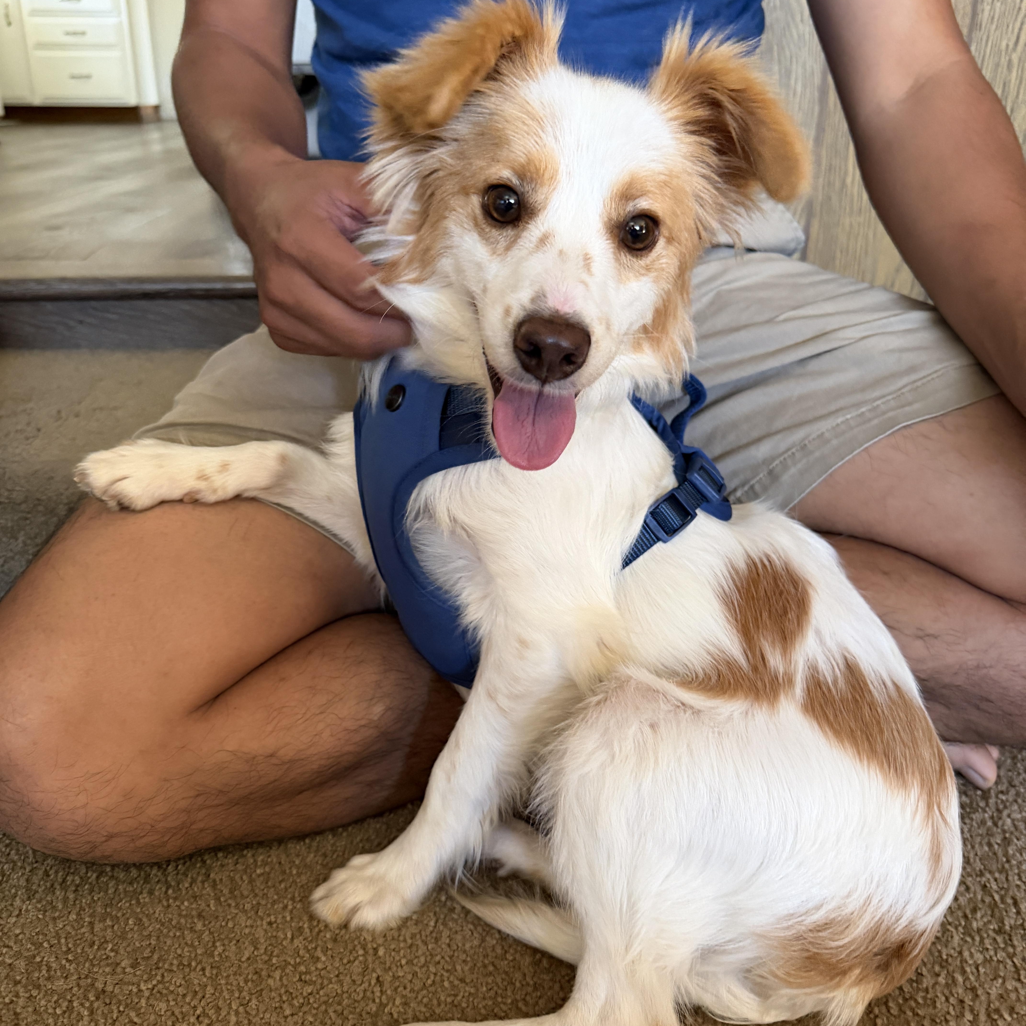 A young small-sized male Brittany Spaniel dog named Josh for adoption in San Diego, CA