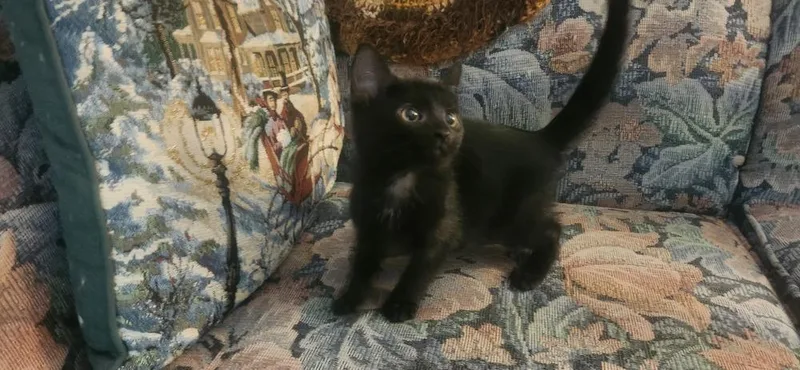 A baby small-sized male Black Domestic Short Hair cat named Wesley for adoption in Henrico, VA