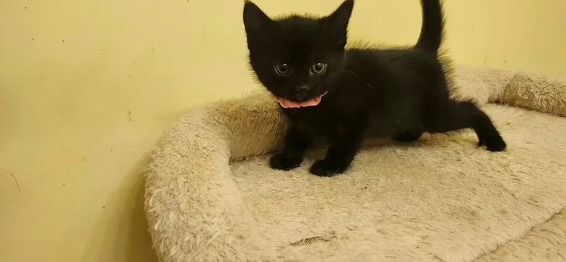 Wesley thumbnail 2