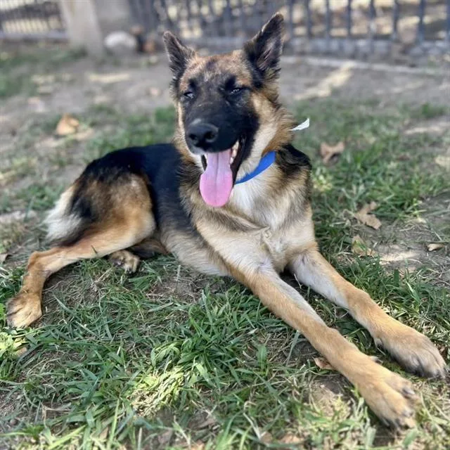 A young small-sized male Shepherd dog named Zeek for adoption in Riverside, CA