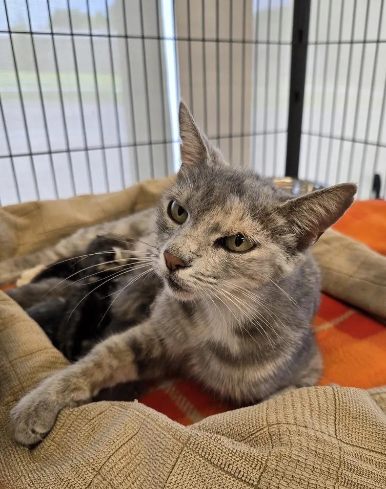 An adult large-sized female Gray / Blue / Silver Domestic Short Hair cat named Scarlet for adoption in Dickson, TN