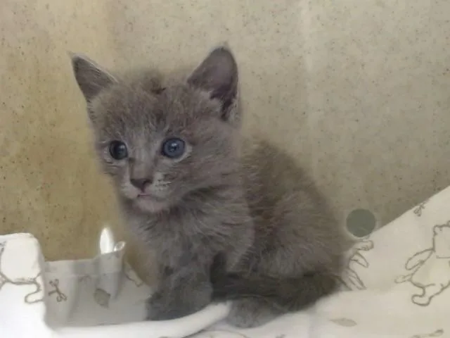 A baby small-sized female Domestic Short Hair cat named A for adoption in Moreno Valley, CA