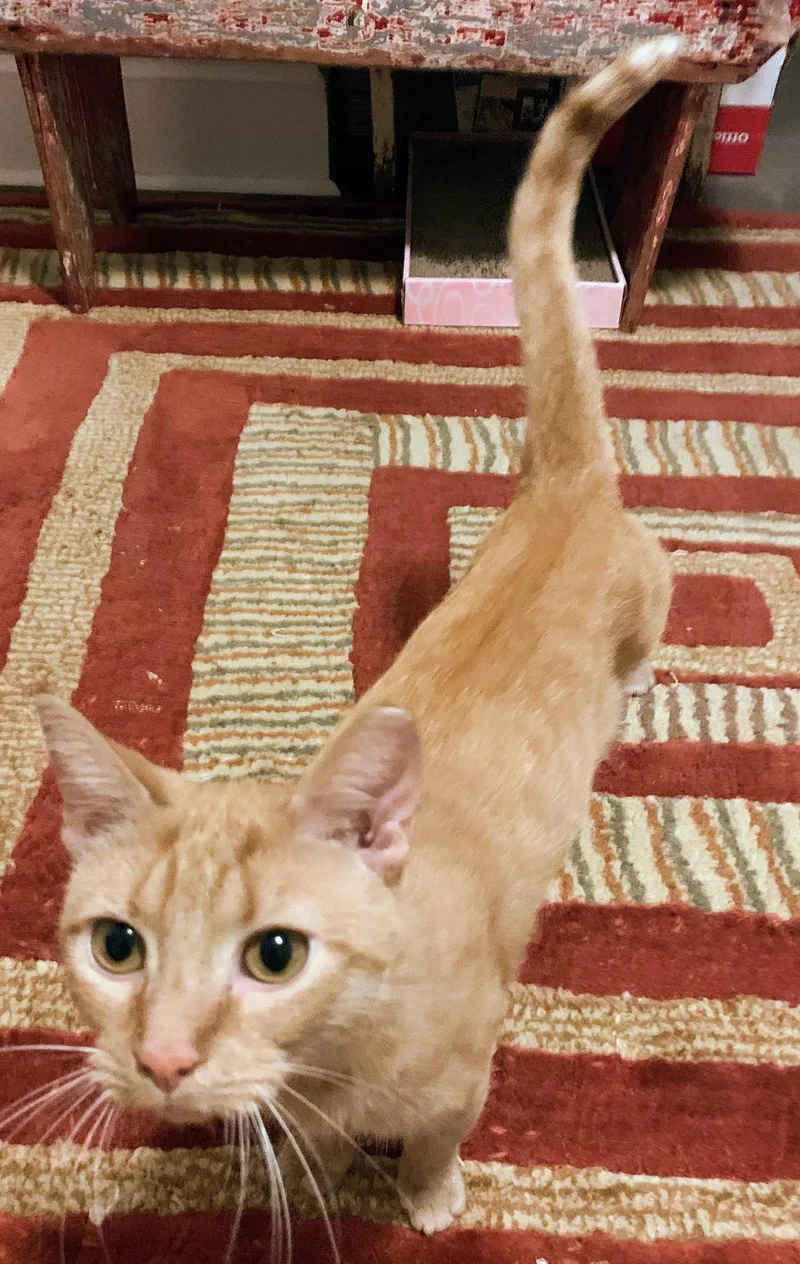 An adult medium-sized female Tabby (Orange / Red) Tabby cat named Millie for adoption in Greenville, DE