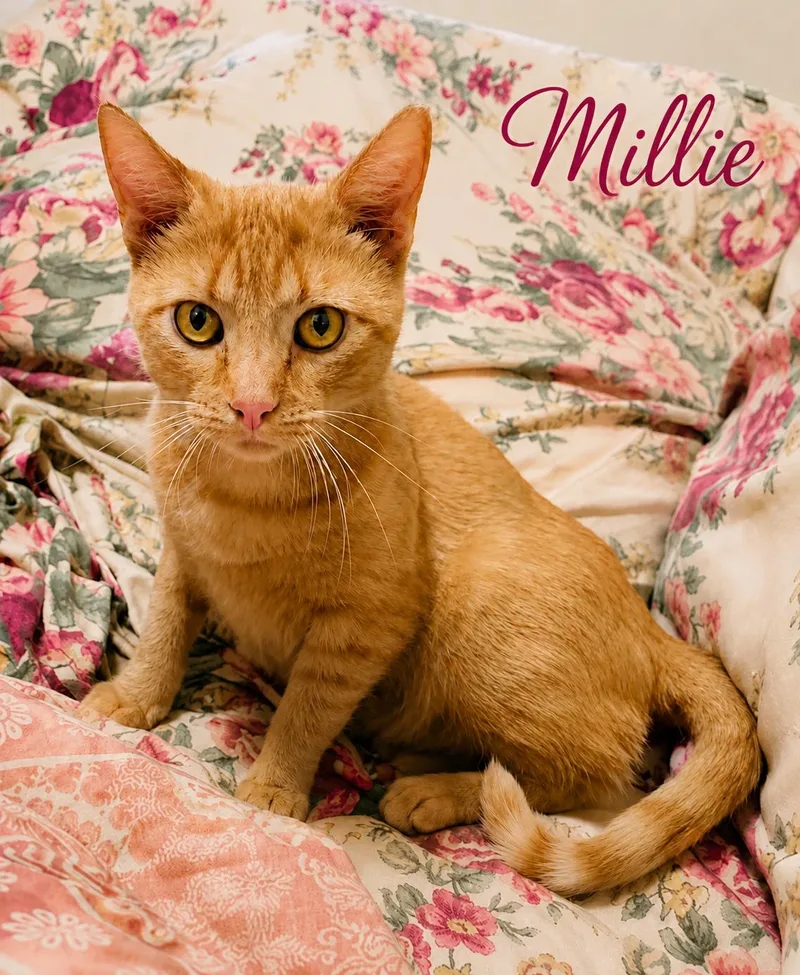 Millie thumbnail 2