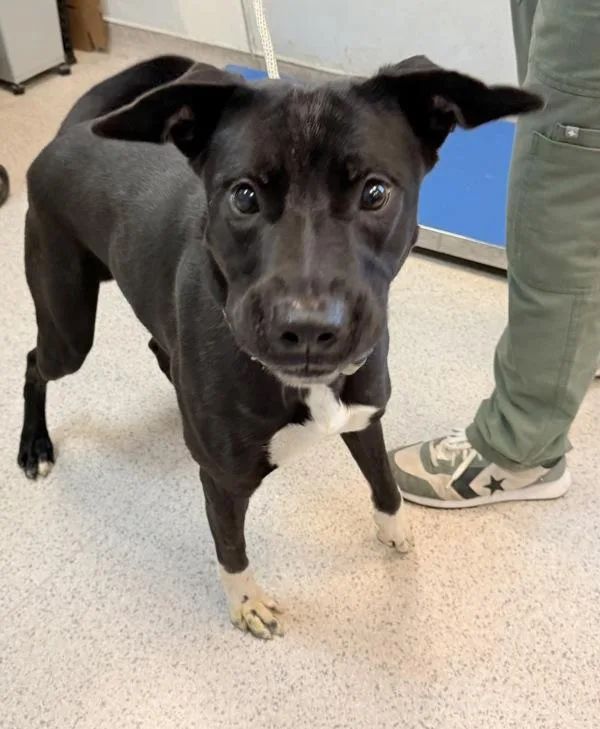 A young medium-sized male Mixed Breed dog named Yoshi for adoption in New York, NY