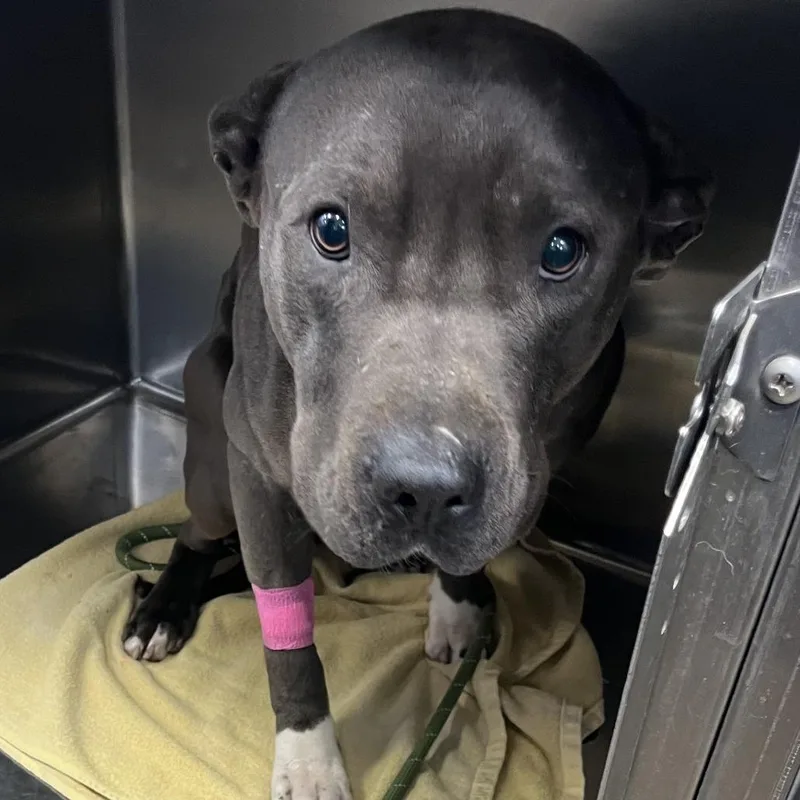 Hendrixx thumbnail 2