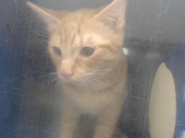 A baby small-sized male Domestic Short Hair cat named Wesly for adoption in Orlando, FL