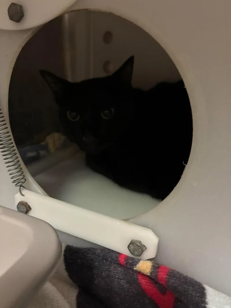 An adult medium-sized male Black Domestic Short Hair cat named Loki for adoption in Rockwall, TX