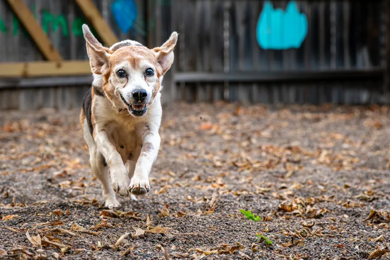 A senior medium-sized female Beagle dog named Pringles for adoption in Red Wing, MN