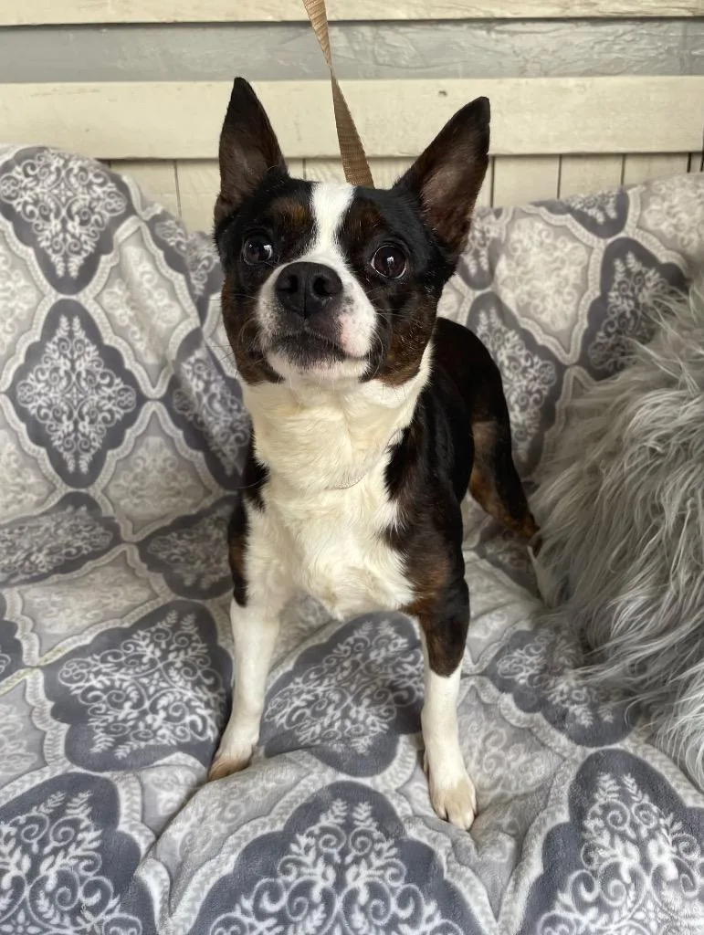 An adult small-sized female Chihuahua dog named Socks for adoption in Fort Worth, TX