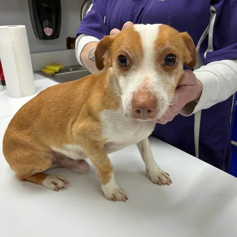 Looking For Owner