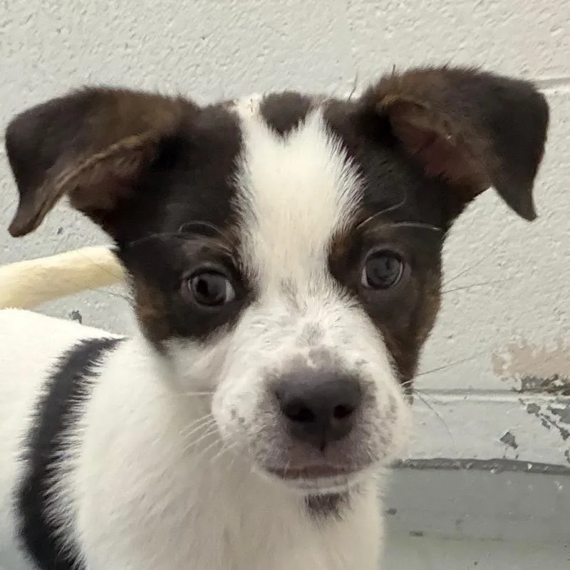 A baby medium-sized male Mixed Breed dog named Mothman for adoption in Troy, VA
